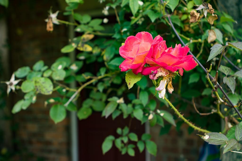 Mareham House Bed & Breakfast Sleaford Exterior foto